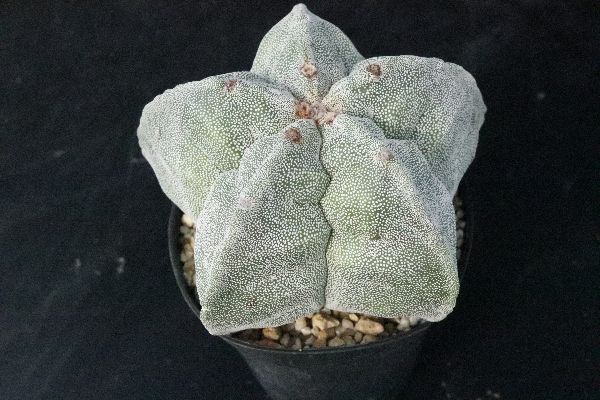 多肉植物 サボテン販売 Pico庵 アストロフィツム属 ランポー玉 Astrophytum Myriostigma