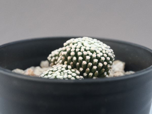 幻のサボテン‼️マミラリア “ルエッティ” 特選大株 サボテン