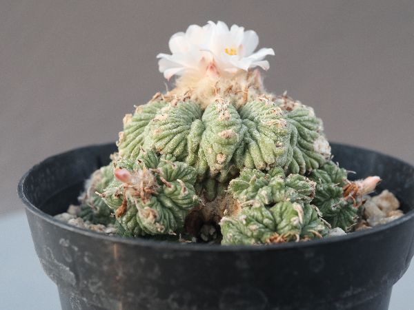 多肉植物・サボテン販売～PICO庵～ / アズテキウム属 花籠
