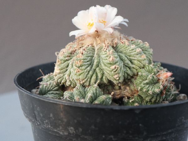 ふ*た様 ◆オークション　花籠　発根済　サボテン　多肉植物 2025年最新】Yahoo!オークション -サボテン 花籠(サボテン)の