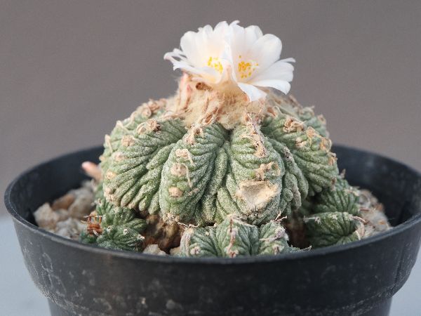 t*e様 ◆オークション　花籠　発根株　サボテン　多肉植物 Yahoo!オークション - サボテン多肉植物 花籠