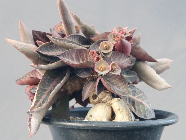 Euphorbia caloderma ユーフォルビア 種子10粒 ユーフォルビア 蒼蛮閣(Euphorbia curvirama) : 多肉
