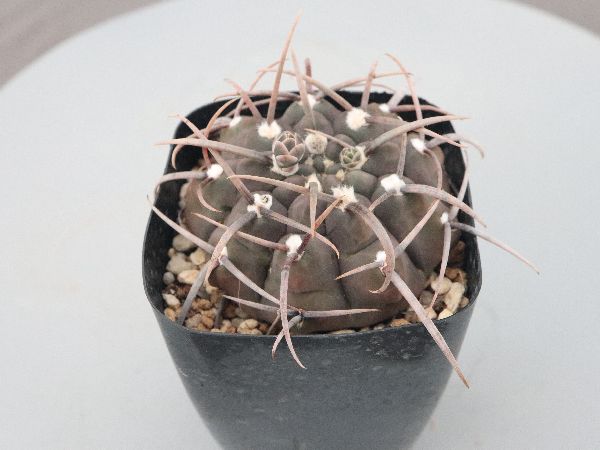 本日値下げ！　エリオシケ　極光丸　ギムノカリキウム ストリグリアナム　セット 本日値下げ！ エリオシケ 極光丸 ギムノカリキウム ストリグリア