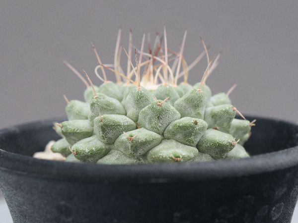 LF15 サボテン 菊水 実生苗 12本セット LF15 サボテン 菊水 実生苗 12本セット