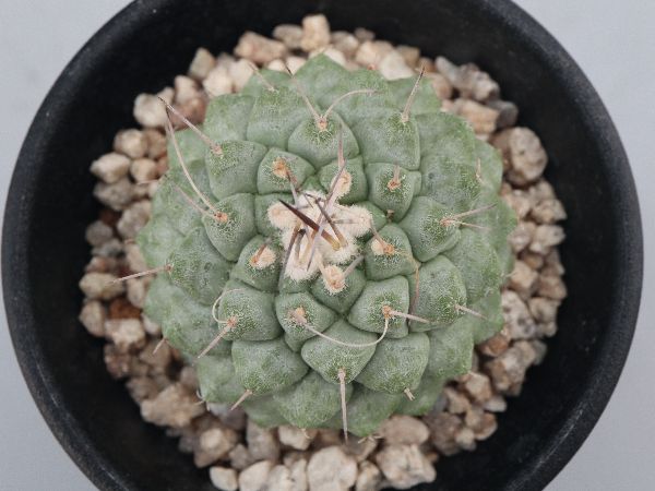 多肉植物・サボテン販売～PICO庵～ / ストロンボカクタス属 菊水