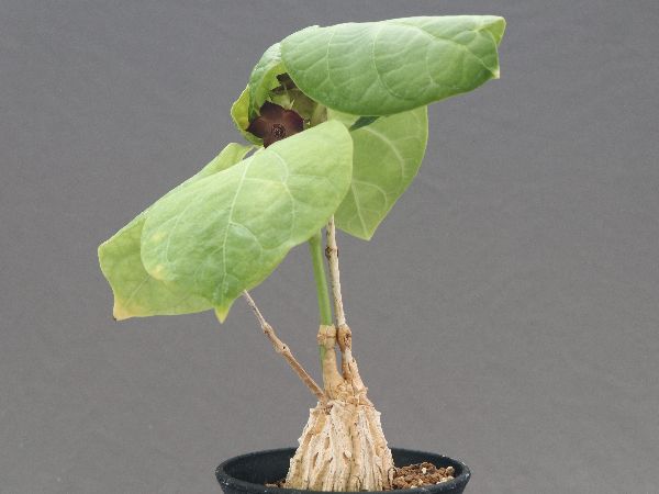 多肉植物・サボテン販売～PICO庵～ / マテレア属 シクロフィラ