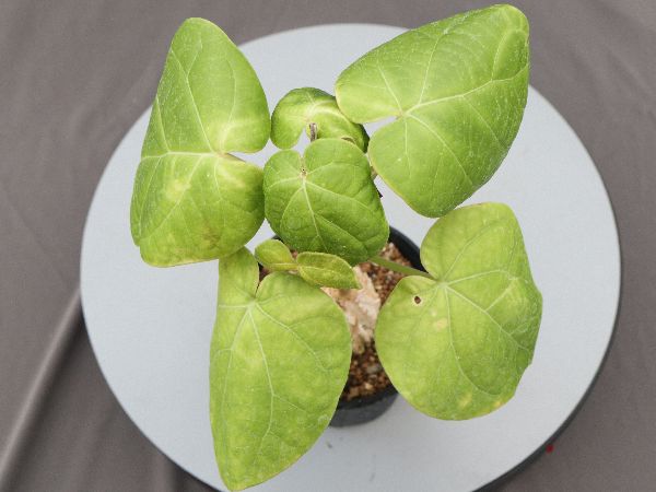 植物アルゴル　究極レア backend=imagemagick;version=1;
