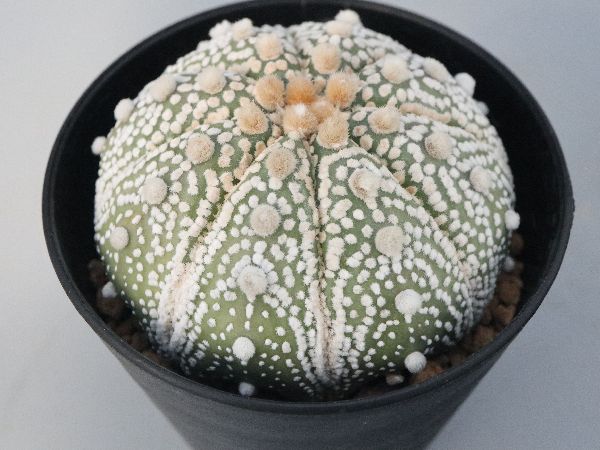 grafted　adam　silverman　叢　限定品　サボテン　多肉植物　鉢 Grafted: Plants by Kohei Oda ＆ Pots by Adam Silverman