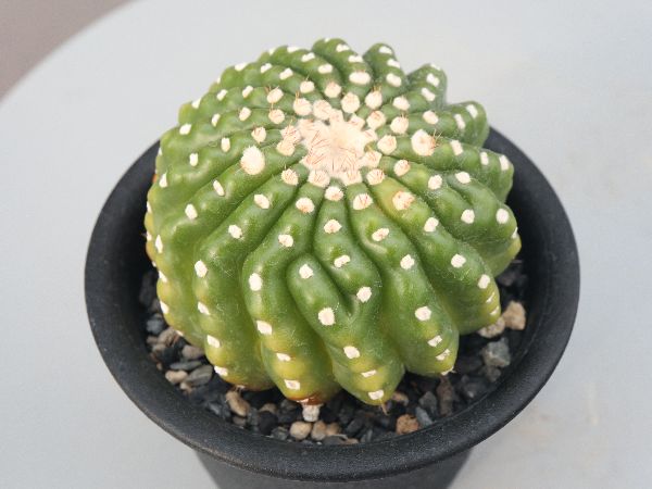 多肉植物・サボテン販売～PICO庵～ / ノトカクタス属 ユーベル