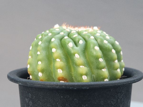 多肉植物・サボテン販売～PICO庵～ / ノトカクタス属 ユーベルマニア