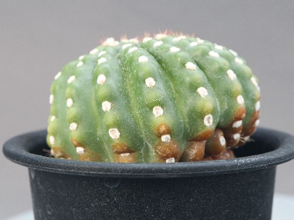 多肉植物・サボテン販売～PICO庵～ / ノトカクタス属 ユーベルマニア