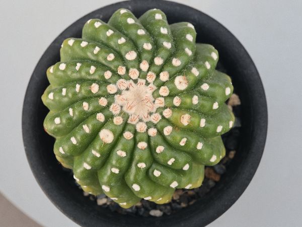 多肉植物・サボテン販売～PICO庵～ / ノトカクタス属 ユーベルマニア