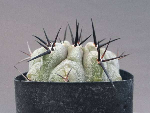 多肉植物・サボテン販売～PICO庵～ / コピアポア属 黒王丸