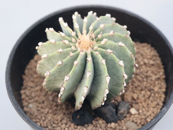 多肉植物・サボテン販売～PICO庵～ / ゲオヒントニア属 メキシカーナ