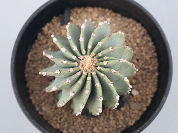 多肉植物・サボテン販売～PICO庵～ / ゲオヒントニア属 メキシカーナ