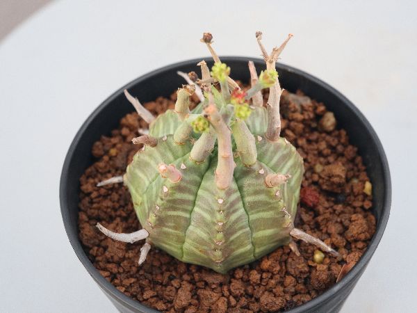 ☆サボテン・多肉植物☆801☆新着！ Euphorbia tuberosa