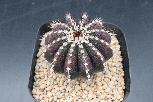 値引きする 自根 つぎ下ろし ユーベルマニア ペクチニフェラ 大株 サボテン 多肉植物 工房直送価格