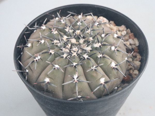多肉植物・サボテン販売～PICO庵～ / ギムノカリキウム属