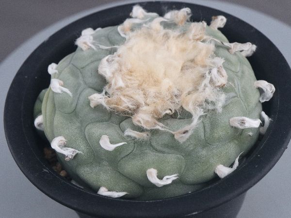 多肉植物・サボテン販売～PICO庵～ / ロホホラ属