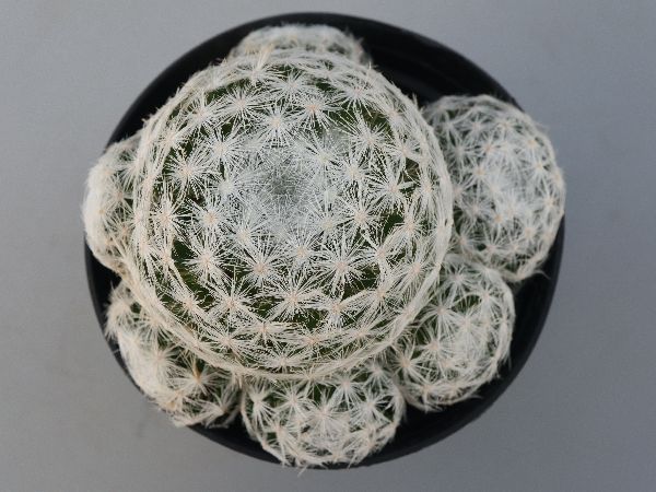 多肉植物・サボテン販売～PICO庵～ / マミラリア属 白雪姫