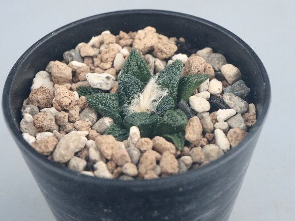 多肉植物・サボテン販売～PICO庵～ / アリオカルプス属