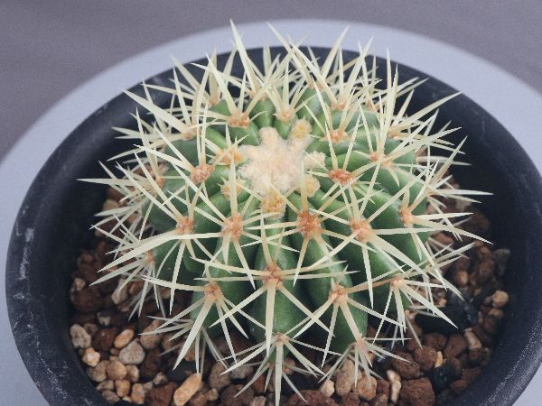 多肉植物・サボテン販売～PICO庵～ / エキノカクタス属