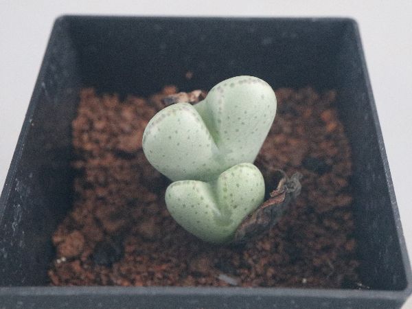 多肉植物・サボテン販売～PICO庵～ / コノフィツム属