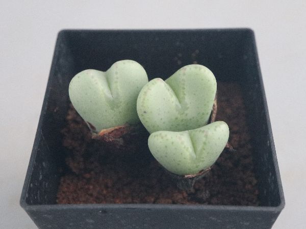 多肉植物・サボテン販売～PICO庵～ / コノフィツム属