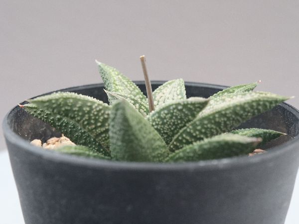 お取り置き専用　多肉植物　❁︎シュビル錦　未発根 2025年最新】多肉植物錦の人気アイテム - メルカリ