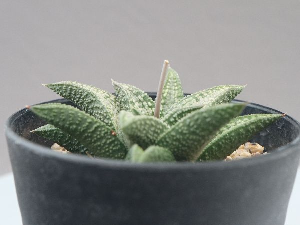 多肉植物・サボテン販売～PICO庵～ / ハオルチア属 錦帯橋