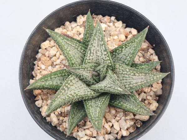 お取り置き専用　多肉植物　❁︎シュビル錦　未発根 多肉植物】 『サブセシリス錦』 エケベリア属 斑入り いとう