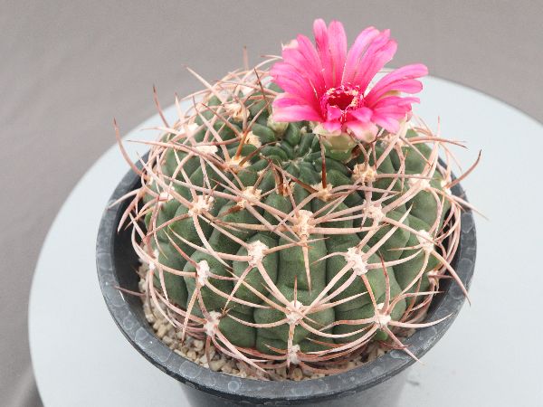 多肉植物・サボテン販売～PICO庵～ / ギムノカリキウム属