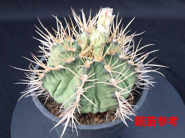 多肉植物・サボテン販売～PICO庵～ / ギムノカリキウム属