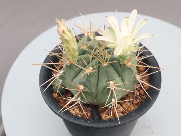 多肉植物・サボテン販売～PICO庵～ / ギムノカリキウム属