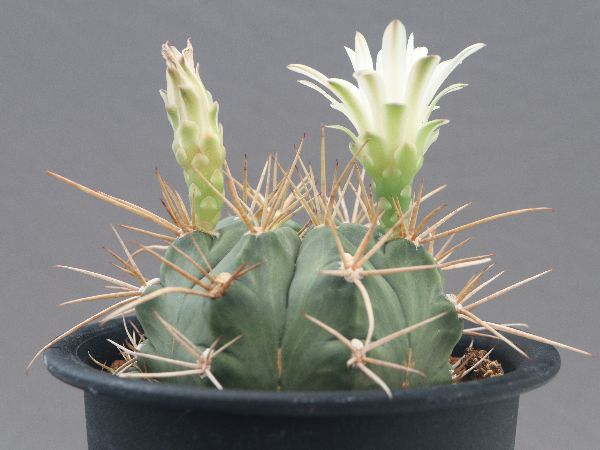 多肉植物・サボテン販売～PICO庵～ / ギムノカリキウム属