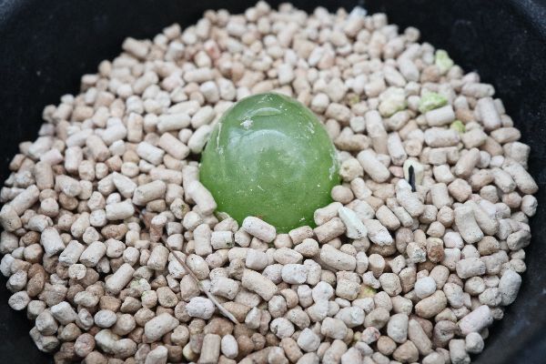 多肉植物 サボテン販売 Pico庵 コノフィツム属 ブルゲリ Conophytum Burgeri