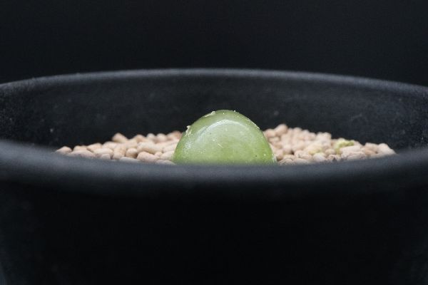 多肉植物 サボテン販売 Pico庵 コノフィツム属 ブルゲリ Conophytum Burgeri