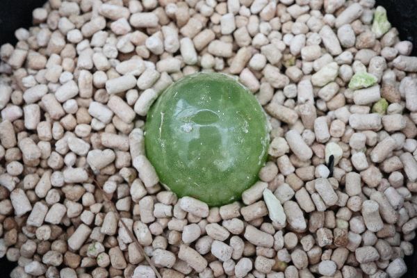 多肉植物 サボテン販売 Pico庵 コノフィツム属 ブルゲリ Conophytum Burgeri