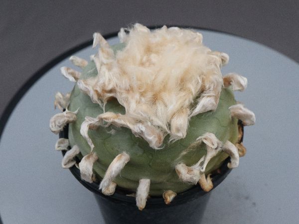 多肉植物・サボテン販売～PICO庵～ / ロホホラ属