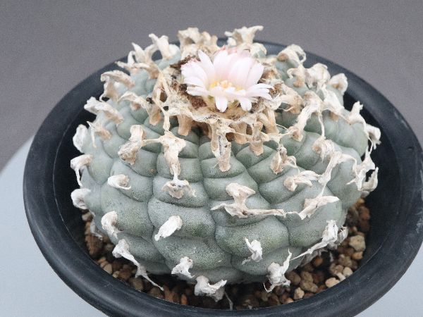 多肉植物・サボテン販売～PICO庵～ / ロホホラ属