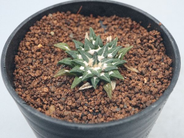多肉植物・サボテン販売～PICO庵～ / アリオカルプス属