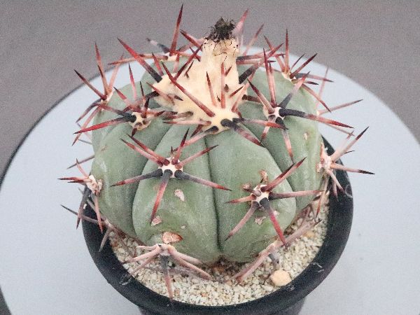 多肉植物・サボテン販売～PICO庵～ / エキノカクタス属 雷帝