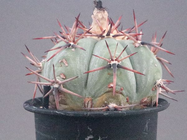 実生　エキノカクタス　雷帝 太平丸 雷帝 サボテン エキノカクタス Echinocactus horizonthalonius