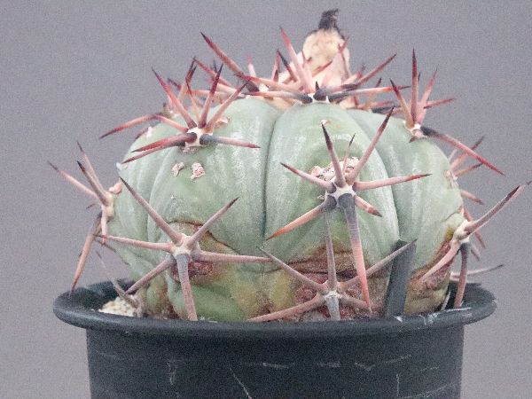 多肉植物・サボテン販売～PICO庵～ / エキノカクタス属 雷帝