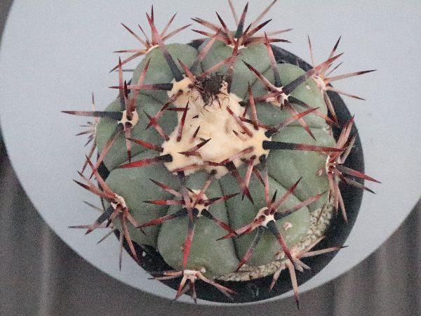 専用商品✨ 入手困難な神の霊石です‼️アマゼツアゾゼオ切り出し神の霊石 アマゼツ原石 | 榎本通商