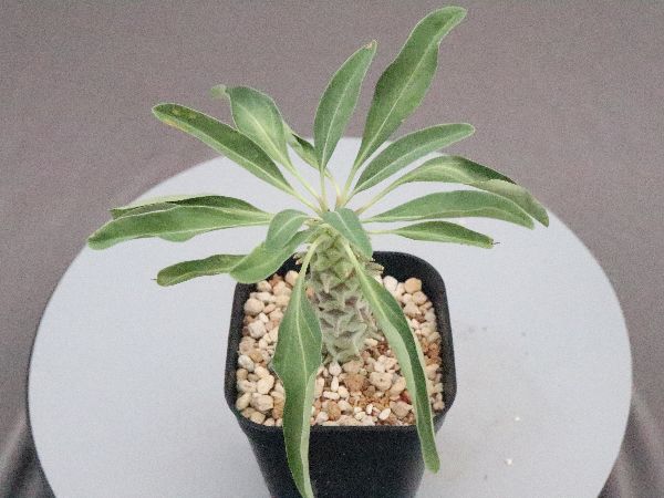 超希少ユーフォルビア、werneri delphinense 超希少ユーフォルビア、werneri delphinense - メルカリ