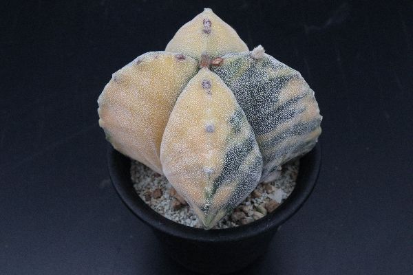多肉植物 サボテン販売 Pico庵 アストロフィツム属 四角ランポー玉錦 Astrophytum Myriostigma V Tamaulipense F Quadricostatum