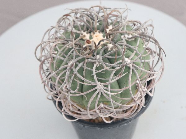 多肉植物・サボテン販売～PICO庵～ / ギムノカリキウム属