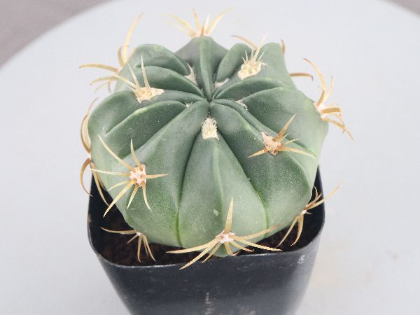 多肉植物・サボテン販売～PICO庵～ / フェロカクタス属