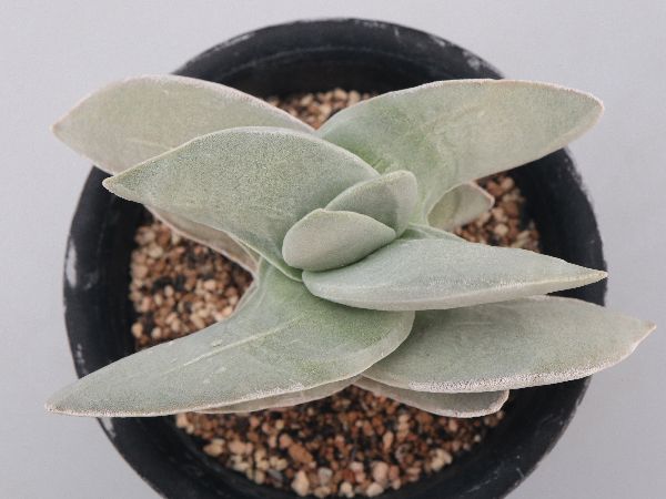ラフルルラブ　庵野水晶　パーフェクトペテンシー　まとめ売り 多肉植物・サボテン販売～PICO庵～ / クラッスラ属 姫神刀